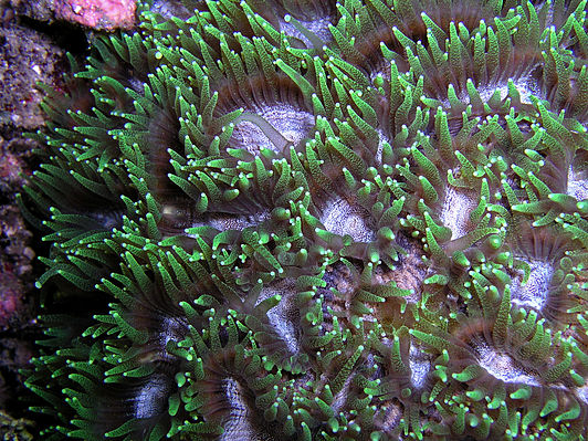  Favites flexuosa (Pineapple Coral)